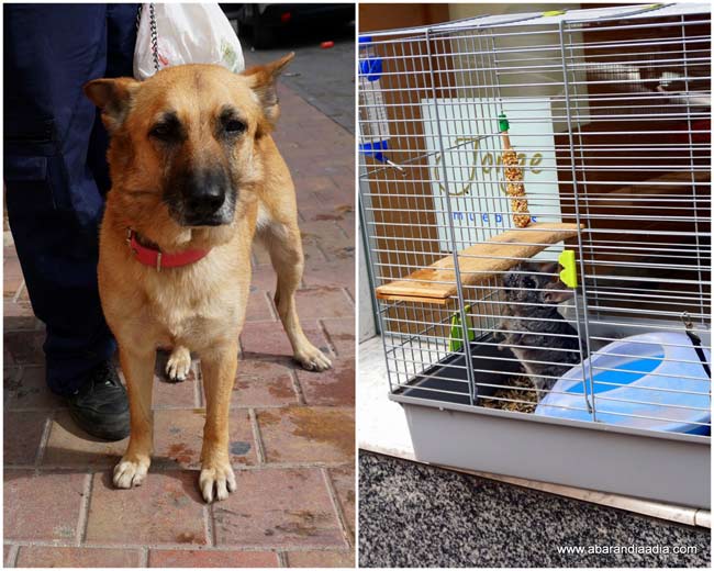 Laika y Chinchi una vez a salvo