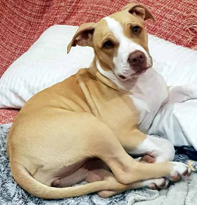 Luna fue atropellada por un autobús el pasado viernes