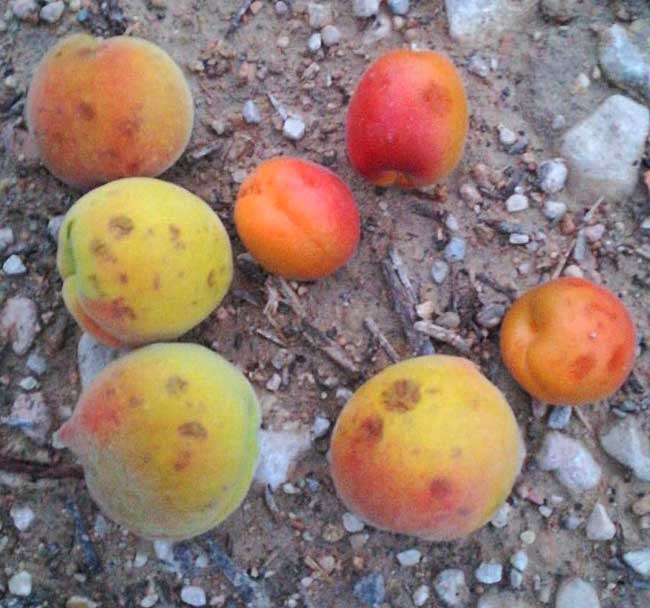Daños producidos por el granizo en Cieza