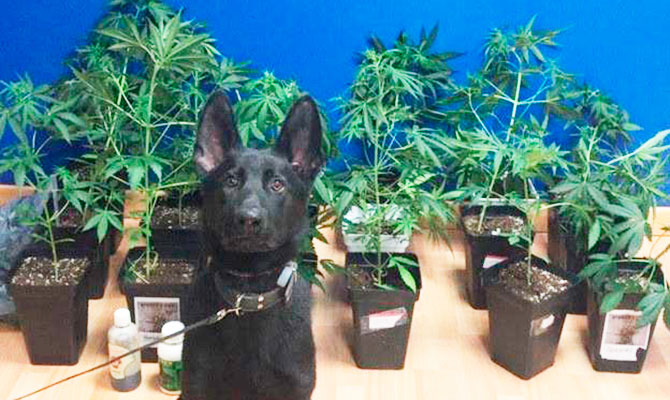 Neos ante las plantas incautadas