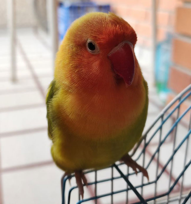 Lula se extravió este miércoles a mediodía