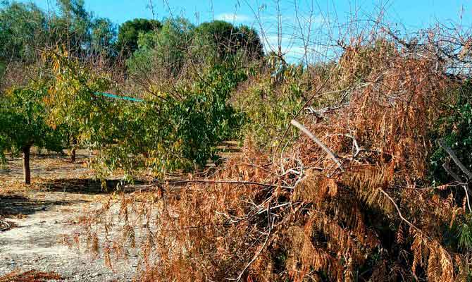 Restos agrícolas en una finca de Abarán