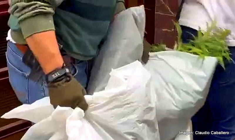 Un agente transporta bolsas con plantas