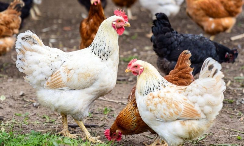 Abarán aclara que no hay casos de gripe aviar en la Región y pide precaución