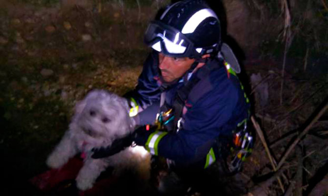 Uno de los animales rescatados en brazos de un bombero