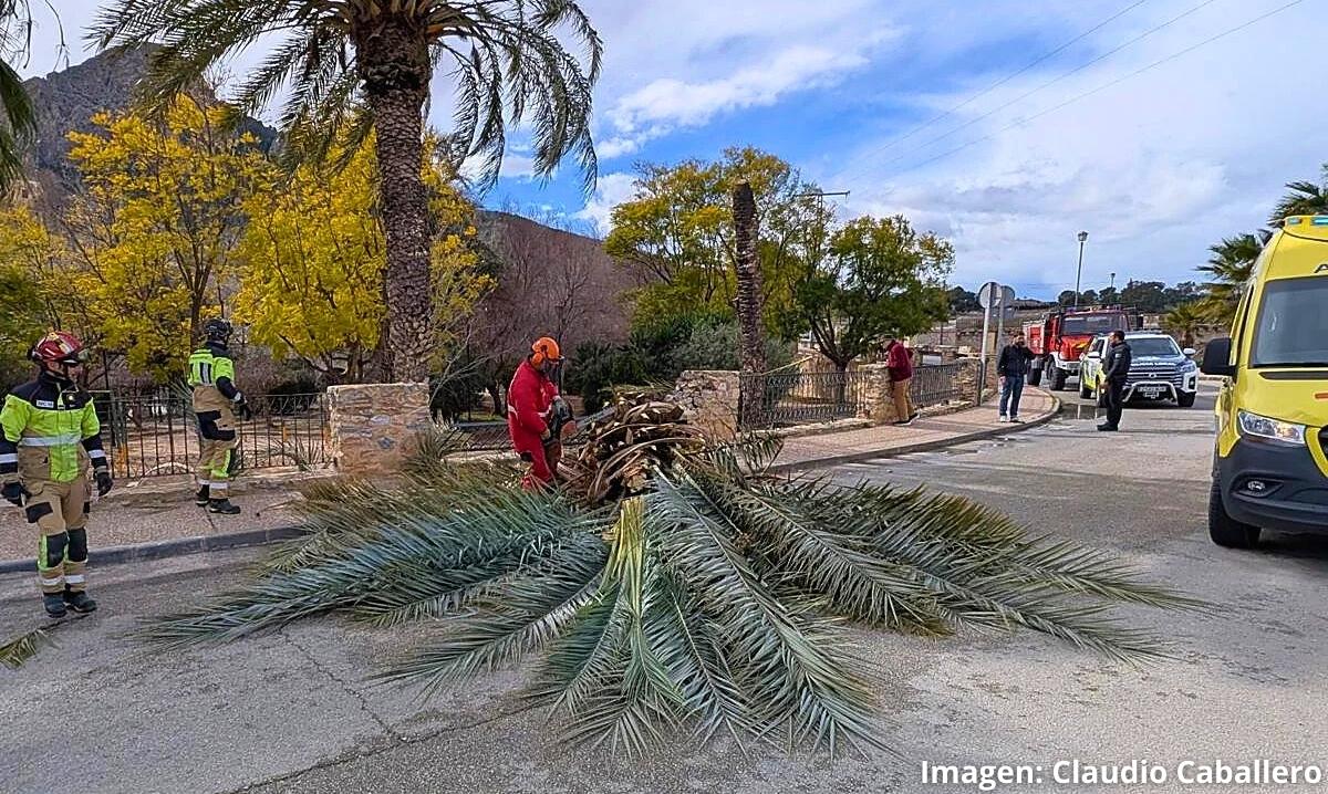 Un hombre herido en Cieza tras caer una palmera debido a las fuertes rachas de viento