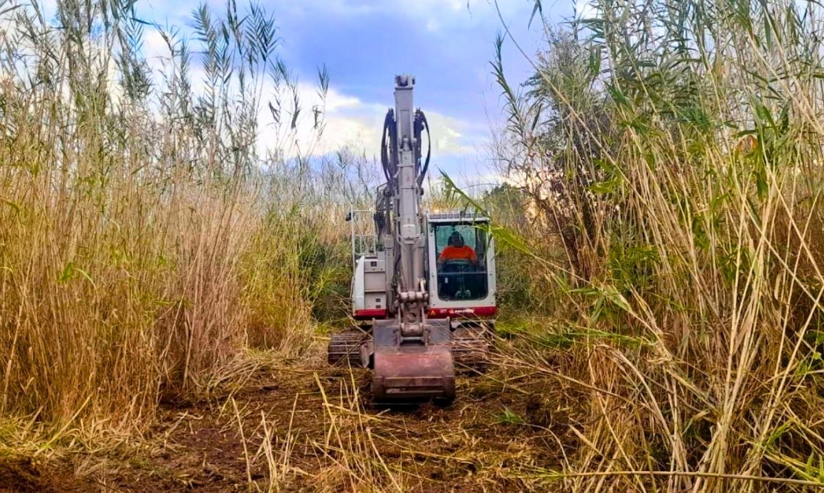 Abarán tiene un plan para eliminar la caña invasora y recuperar el bosque de ribera