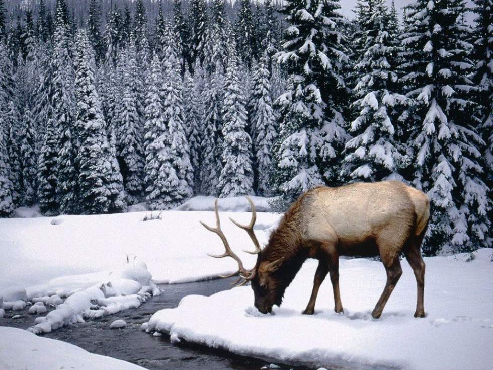 LOBO BLANCO