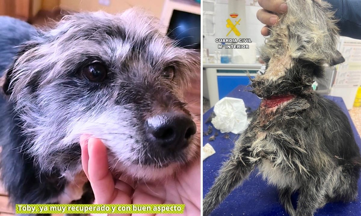 Maltrato animal: «Detrás de cada caso hay mucho más de lo que sale en la noticia»