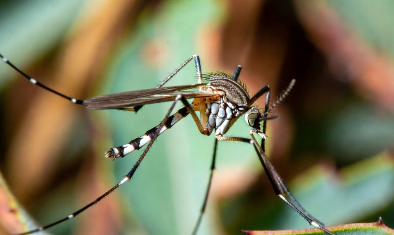 El Ayuntamiento impulsa una campaña de concienciación contra el mosquito