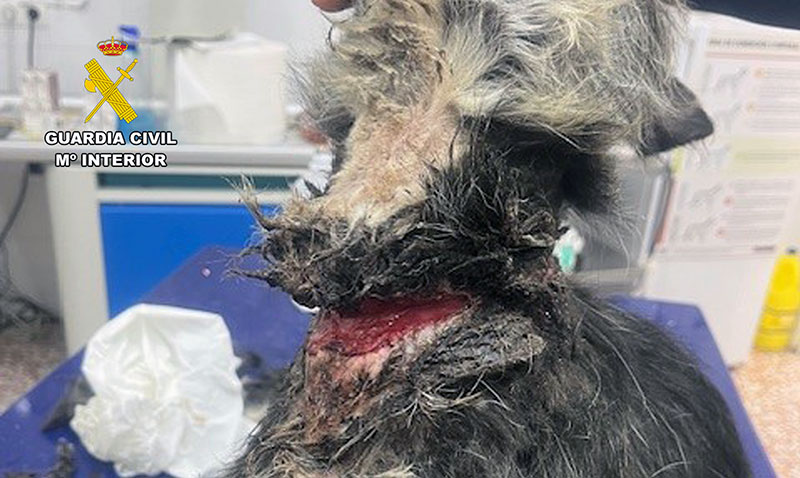 La Guardia Civil detiene a un vecino de Abarán por abandono y maltrato animal  