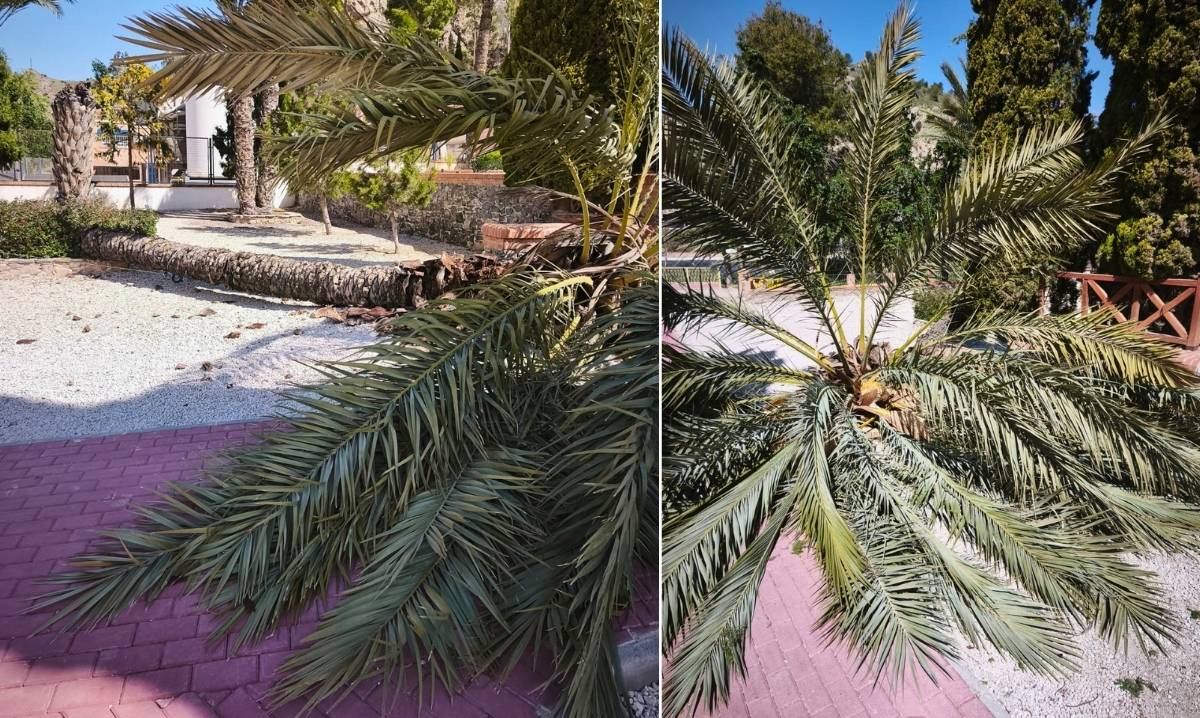Cerrado al público el Parque de las Norias debido a la caída de una palmera