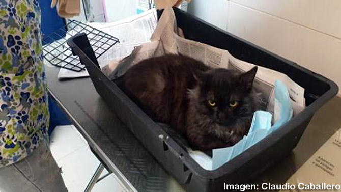 El felino en proceso de recuperación