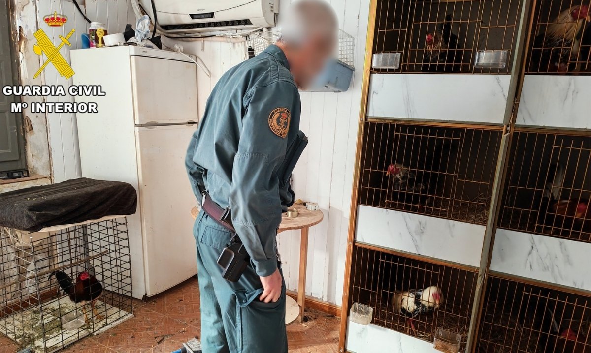 La Guardia Civil investiga a dos vecinos de Cieza por mutilar gallos de pelea 