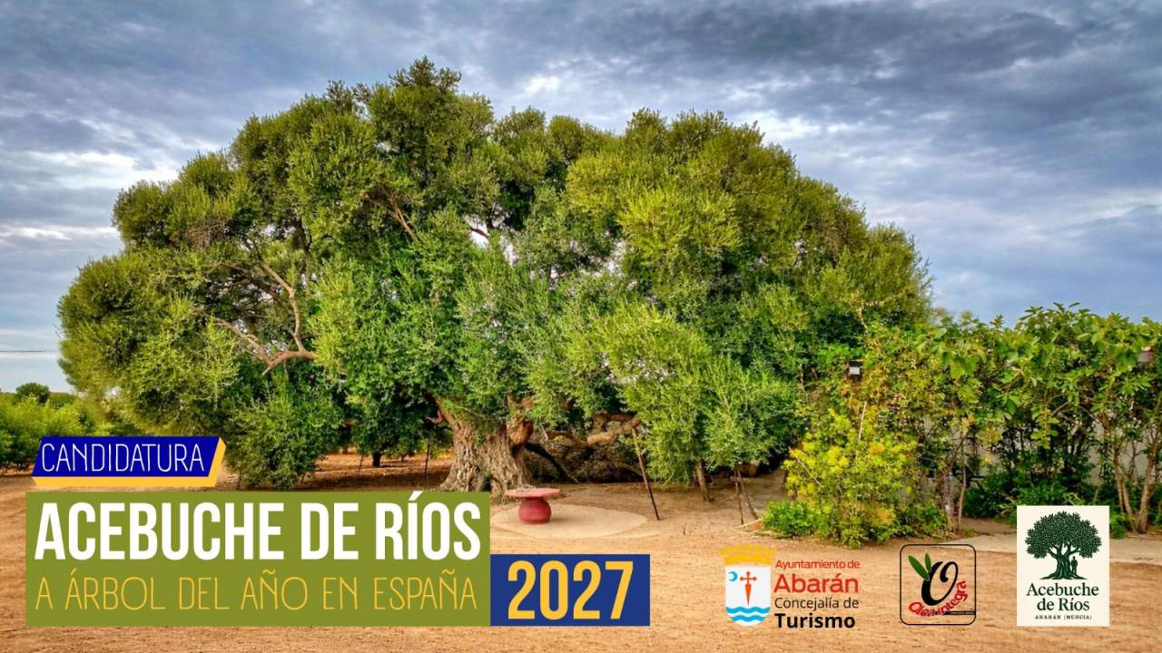 El Acebuche de Ríos de Abarán, candidato a Árbol del Año en España 2027
