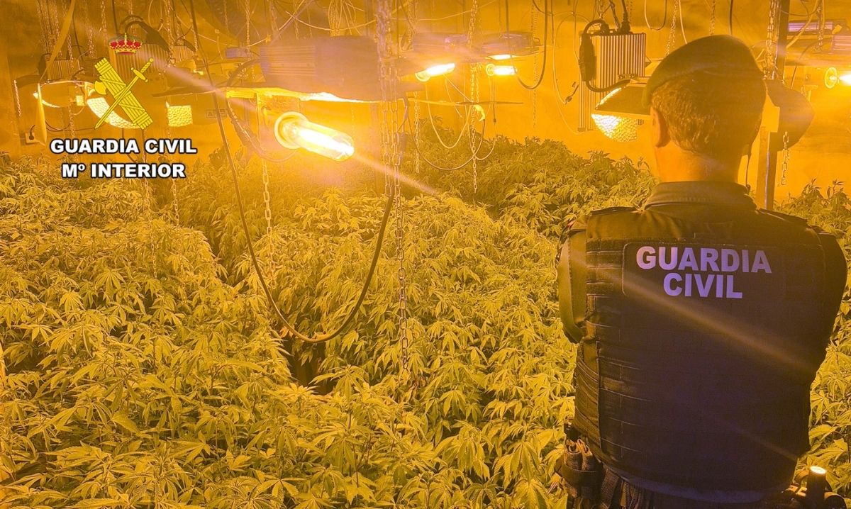 Desmantelado un grupo delictivo que cultivaba gran cantidad de marihuana en Ricote