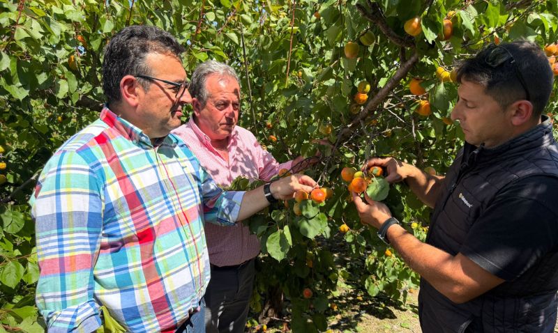 El granizo castiga hasta un 70% de la cosecha en zonas localizadas de Cieza