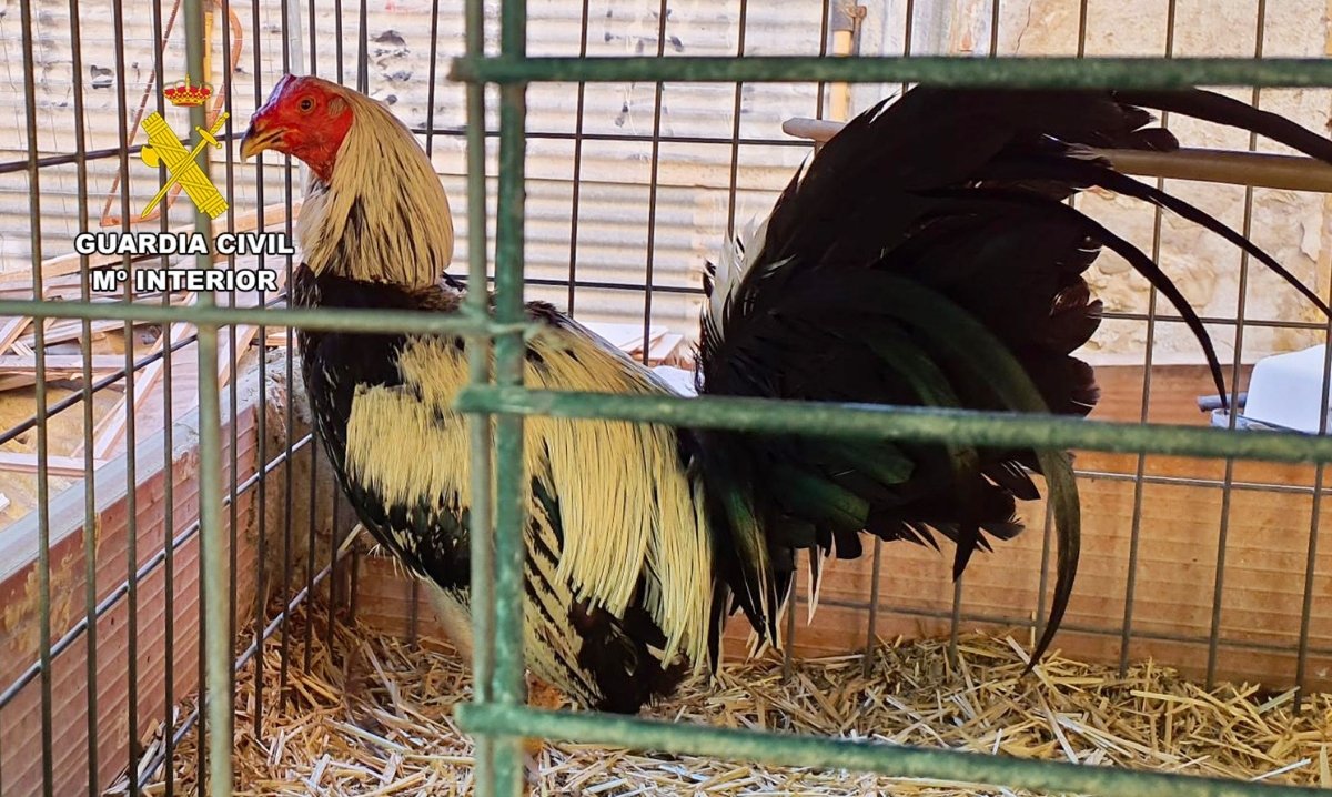 La Guardia Civil investiga en Cieza a dos personas por la mutilación de gallos de pelea 