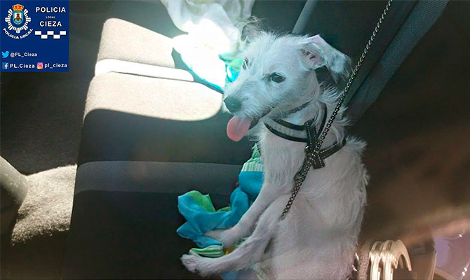 El animal en el veh&iacute;culo