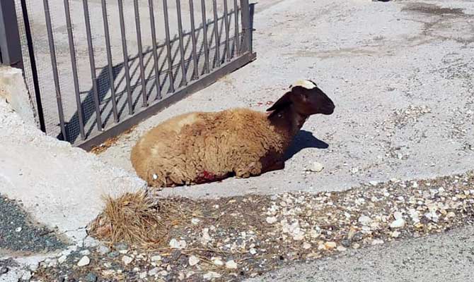 Estado en el que fue encontrada Shirley