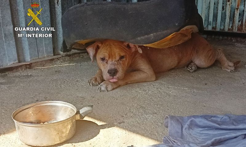 La Guardia Civil investiga al propietario de un desguace por maltrato animal en Ulea