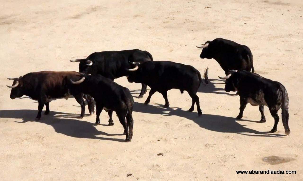 Los astados de Buenavista se dejan ver sobre el albero de 'La Era' para la Corrida de Feria