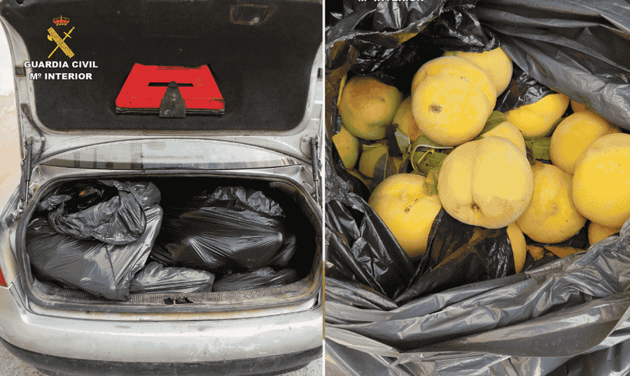 Sorprendidos con 400 kilos de melocotones que fueron robados en una finca de Cieza