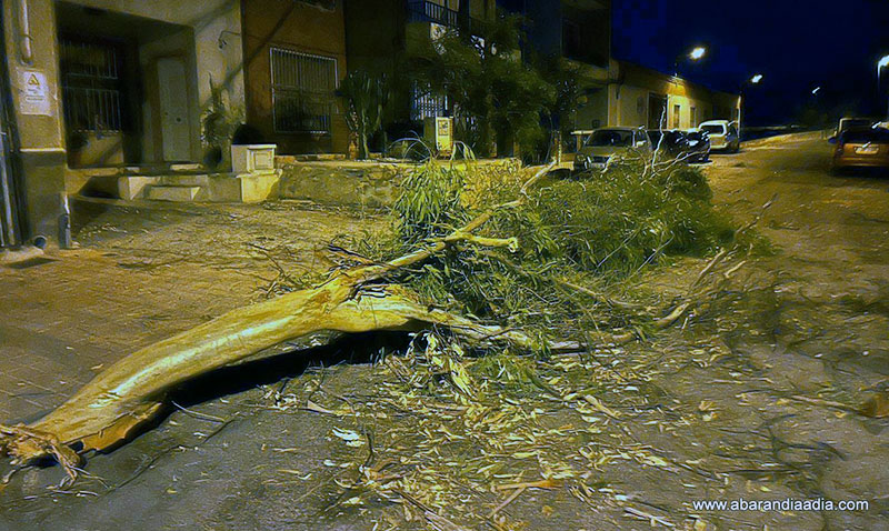 Rama caída en la calle Menéndez Pelayo