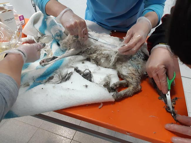 Proceso realizado en la clínica veterinaria